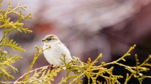 Лучшая музыка поможет снять усталость, вызванную стрессом?успокоит нервную систему?