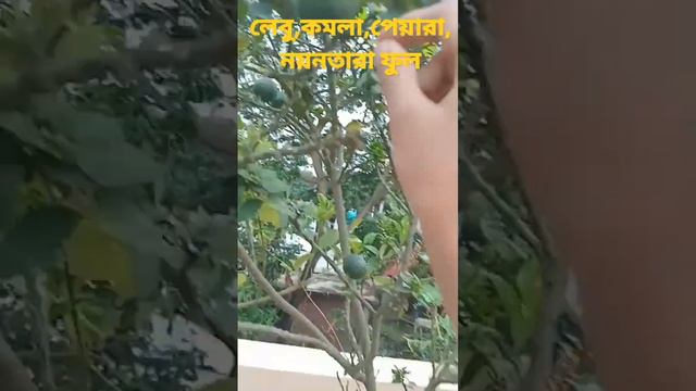 👉👉🍋লেবু, 🍊কমলা, পেয়ারা, 🌸নয়নতারা👈👈