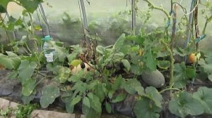 Дыня торпеда в средней полосе. Нижегородская область.