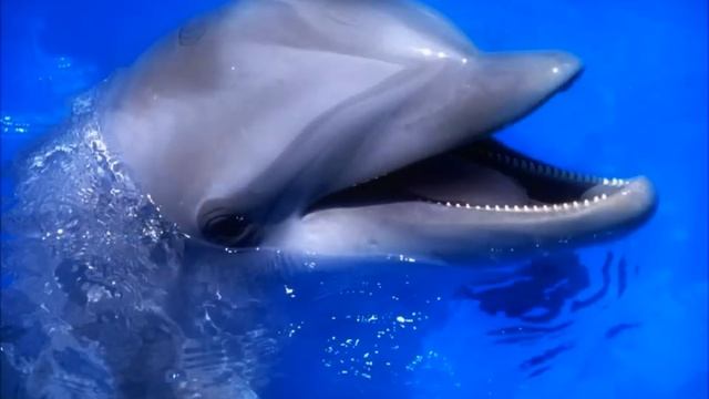 Неимоверно красивое видео - В мире животных смотреть онлайн