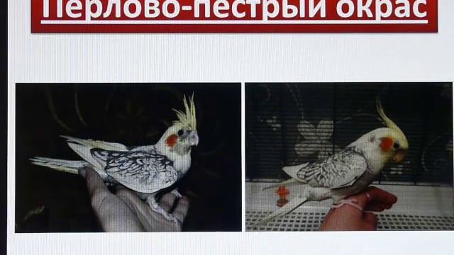 Кореллы. Цветовые вариации. Определяем окрас попугая кореллы.