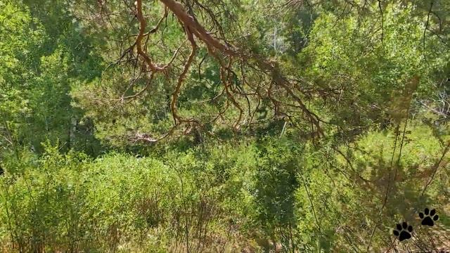 Карагайский бор смотреть онлайн
