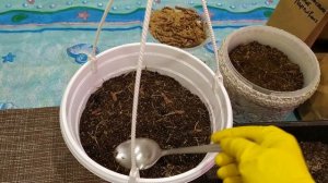 Ризомы ахименесов просыпаются.#АХИМЕНЕСЫ#РИЗОМЫАХИМЕНЕСОВ#РИЗОМЫПРОСНУЛИСЬ#МОИАХИМЕНЕСЫ