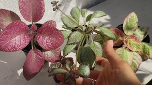 Эписция. Эписция акварельная, Strawberry Patch, Chocolate Cream, Silver Skies. Правильный уход.