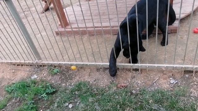 Пумка и Брабус. Кому достанется угощение? Парк "Земля прайда". смотреть онлайн