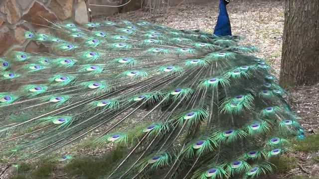 ПАВЛИН с ШИКАРНЫМ хвостом! смотреть онлайн