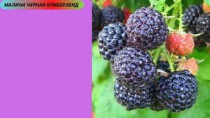 Малина Засыплет Крупными Ягодами! Только эти сорта