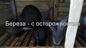 Можно ли кроликам листья | КРОЛИКОВОДСТВО