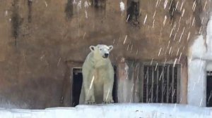 ちびっ子の悲鳴のような歓声💗日曜日はやっぱりホウチャンデー【天王寺動物園】