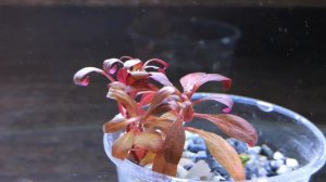 АЛЬТЕРНАНТЕРА РЕЙНЕКИ МИНИ. СЕКРЕТЫ СОДЕРЖАНИЯ. Alternanthera reineckii «Mini»