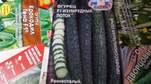 100%раннеспелый, холодостойкий огурец ИЗУМРУДНЫЙ ПОТОК #9#