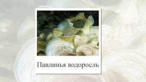 Морские Водоросли. Презентация для детей и взрослых. Карточки Домана.