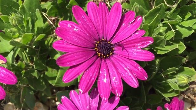 Pink Arctotis 'Hayley' African daisy 'Archley' Garden #gardening #arctotis #hayley #archley #daisy смотреть онлайн