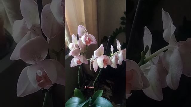 Фаленопсис легато пелорик