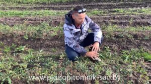 ? ЖИМОЛОСТЬ СЪЕДОБНАЯ ? ВАЖНЫЕ ПРАВИЛА покупки и посадки осенью саженцев жимолости ?