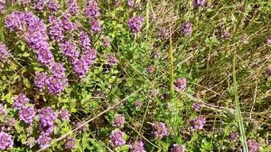 ТИМЬЯН/ЧЕБРЕЦ  в кулинарии -заготовка домашней специи!