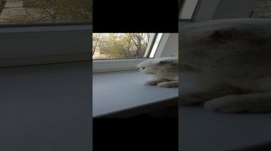 Кошка у окна