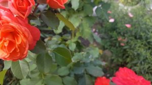 Роза Emilien Guillot (Эмильен Гийо)