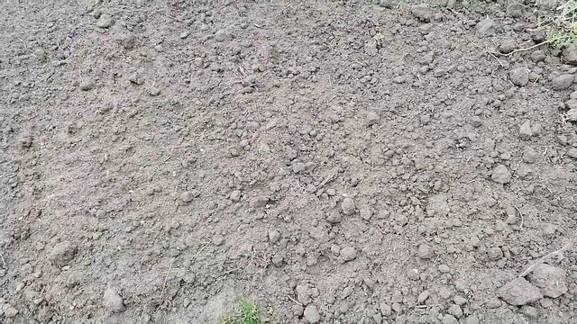 Лиля с Обзором Моего Огорода. Цветёт Клубника. смотреть онлайн