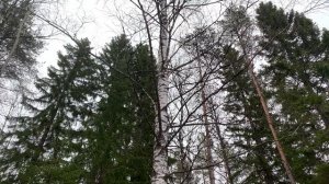 ЖИЗНЬ В ФИНЛЯНДИИ: ЧТО СТАЛО С ДАЧЕЙ ПОСЛЕ ЗИМЫ? ГОТОВИМСЯ К ЛЕТНЕМУ ОТДЫХУ В ФИНЛЯНДИИ!