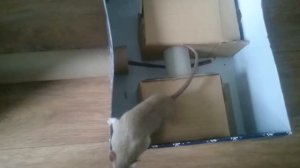 Игровая площадка для домашних крыс