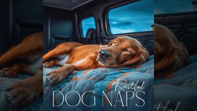 Reduce Dogs Stress смотреть онлайн