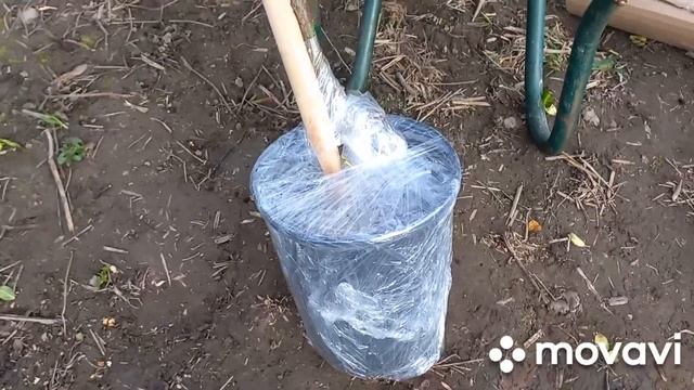 Весна в разгаре. И снова саженцы роз. Штамб из питомника Роза Кубань.