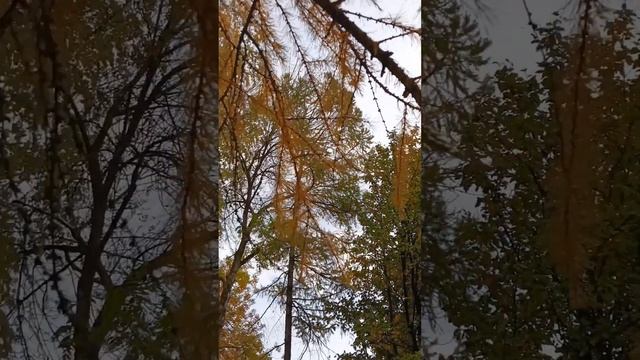 Отговорила роща золотая С.Есенин #стихи #поэзия #есенин #осень #ботаническийсад