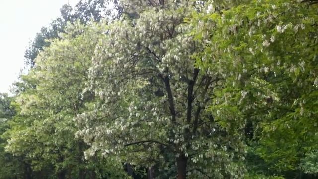 АКАЦИИ смотреть онлайн