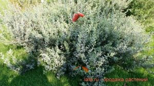 Ива швейцарская Швейцарская (shveytsarskaya) ? обзор: как сажать, саженцы ивы Швейцарская