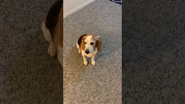 Leah- the Baying Beagle!