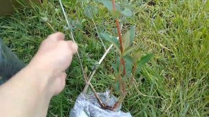 Роза"Андре ле Нотр"❤ , куча других чудесных растений?!И встреча с другом по ютуб??