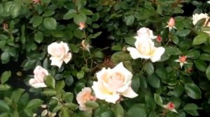 Caron Keating - floribunda rose