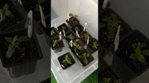 Как растить укорененные черенки до высадки в грунт. Показываю все этапы