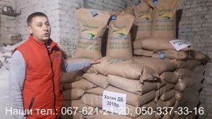 Кукуруза ДБ Хотин