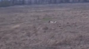 654. Английские Сеттера. Эпаньол Бретон. Курцхаар. Тренировки.