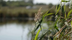 Футаж Камыши