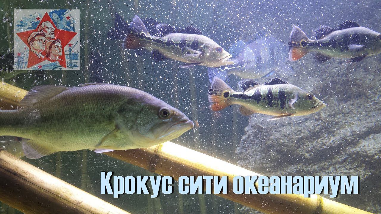 Крокус сити Океанариум. Не хуже чем в Европе. смотреть онлайн