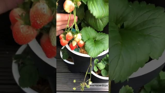 Клубника ? со вкусом Ананаса ?на балконе как виноград / Германии ?? смотреть онлайн