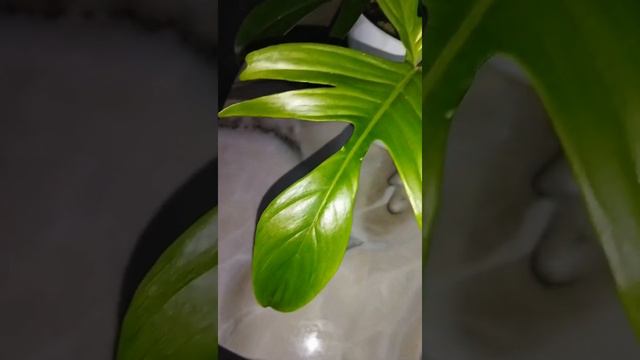 FLORIDA GHOST || PHILODENDRON смотреть онлайн