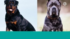 Ротвейлер против Кане-корсо