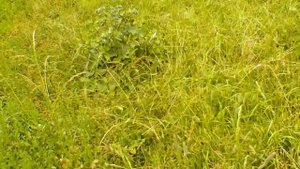 Жаркий летний день