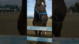 Американский рысак.