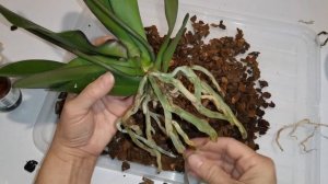 Орхидея Африканский Закат - Спасашечка