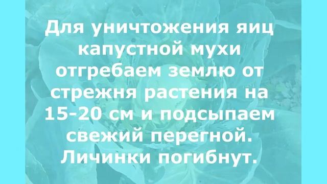 Капуста
