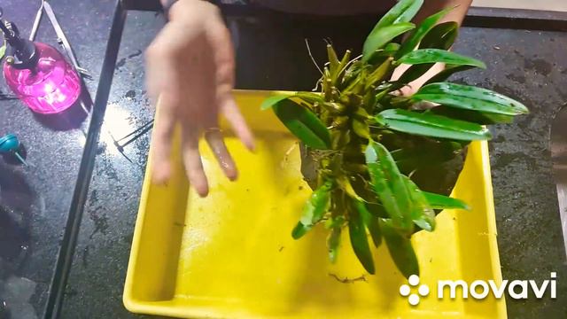 💗REPLANTE DA MINHA DENDROBIUM LINDLEYI (AGREGATUM)💗 NA SAPUCAIA💗 смотреть онлайн