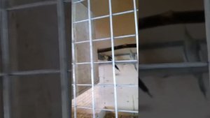 Выкормыши.кореллы не кормят птенцов .чем можно кормить птенцов .попугаи