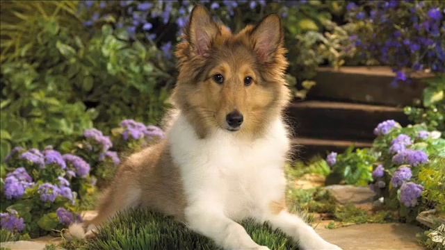 Детская песенка - Раз собака,два собака.. смотреть онлайн