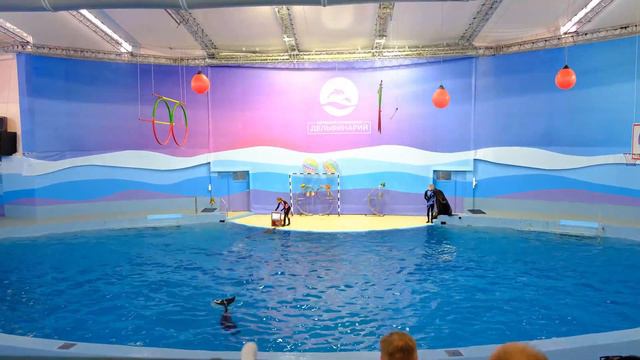 Большой сочинский Дельфинарий Ривьера Посещение 1200 руб вход 4K смотреть онлайн