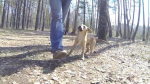 139. Команда Рядом со щенком - два варианта. Учим щенка ходить рядом